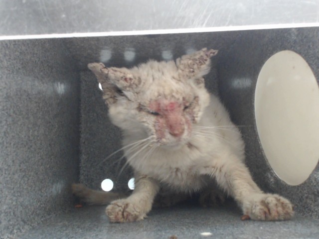 Shelter Stray Male Cat last seen , 2769 Conroy Rd, Orlando, FL 32839, USA