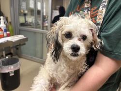 Shelter Stray Male Dog last seen , 3839 W Burnham St, West Milwaukee, WI 53215, USA