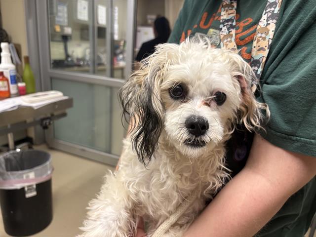 Shelter Stray Male Dog last seen , 3839 W Burnham St, West Milwaukee, WI 53215, USA