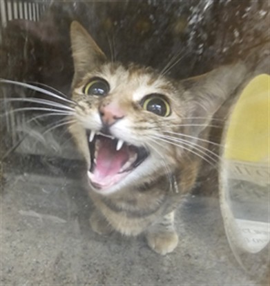 Shelter Stray Unknown Cat last seen , 3201 Lacy St, Los Angeles, CA 90031, USA