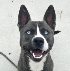 Shelter Stray Male Dog last seen CHARLOTTE, 8315 Byrum Dr, Charlotte, NC 28217, USA
