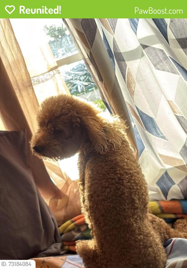 Reunited Male Dog last seen Near ct &’ 160 st, Miami, FL 33157