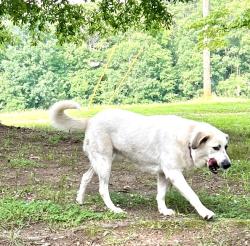 Lost Female Dog last seen Hwy 72, Athens, GA 30601