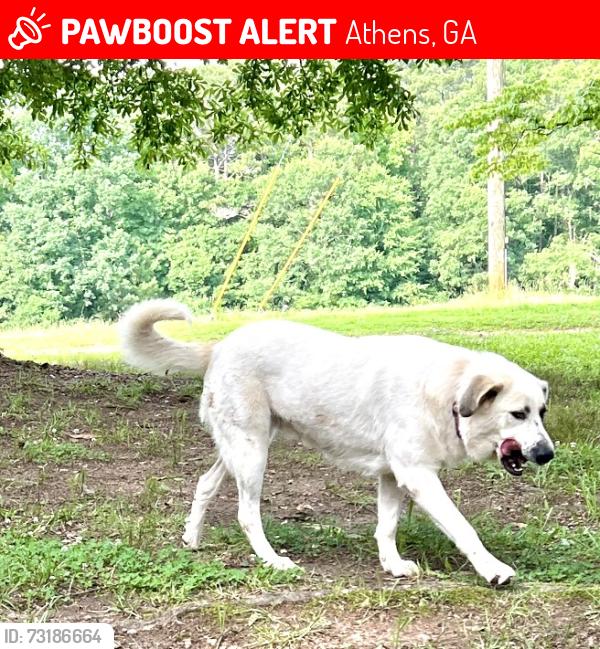 Lost Female Dog last seen Hwy 72, Athens, GA 30601
