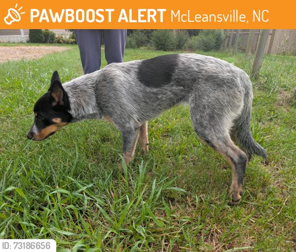 Found/Stray Female Dog last seen Friendship Church Rd and Smiley Wyrick Rd, McLeansville, NC 27301
