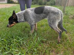 Found/Stray Female Dog last seen Friendship Church Rd and Smiley Wyrick Rd, McLeansville, NC 27301