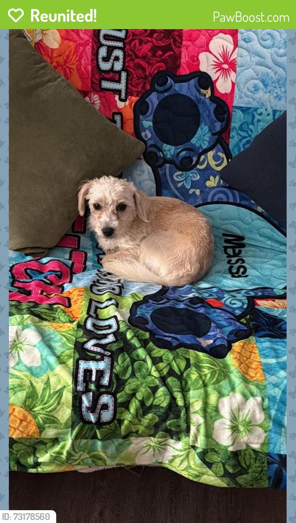 Reunited Male Dog last seen Near woodys Ln Richmond VA, Richmond, VA 23234