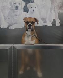 Reunited Male Dog last seen Beach, Atlanta, Huntington Beach, CA 92648