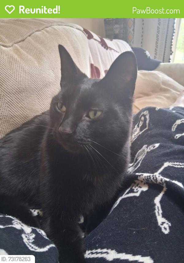 Reunited Male Cat last seen East holly road, tucker road, Holly, MI 48442