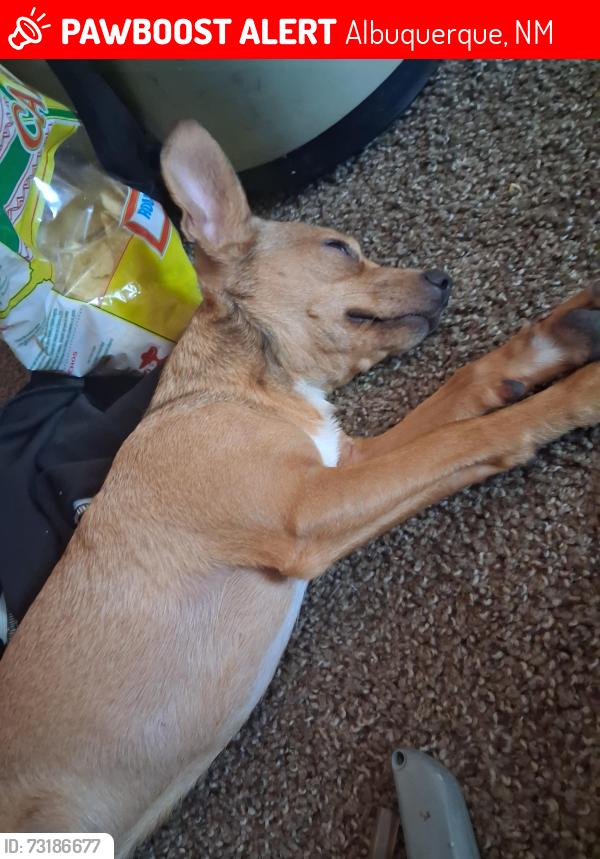 Lost Male Dog last seen Edith ,tramway and second street, Albuquerque, NM 87114