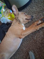 Lost Male Dog last seen Edith ,tramway and second street, Albuquerque, NM 87114