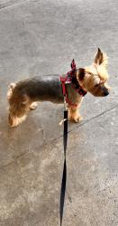 Lost Male Dog last seen Riverview, Houston, TX 77042