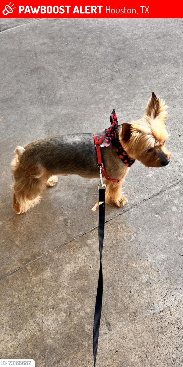 Lost Male Dog last seen Riverview, Houston, TX 77042