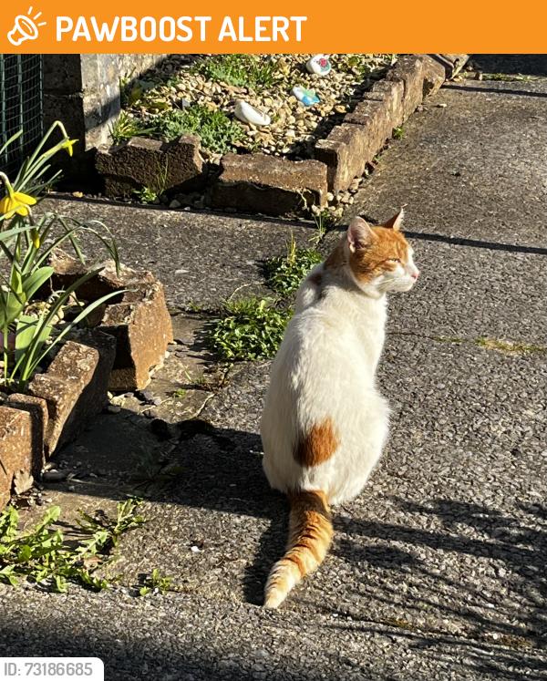 Found/Stray Male Cat last seen Western drive, Caerphilly County Borough, Wales CF81 8PX