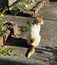 Found/Stray Male Cat last seen Western drive, Caerphilly County Borough, Wales CF81 8PX