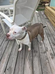 Reunited Female Dog last seen Off staples at a park, Corpus Christi, TX 78401