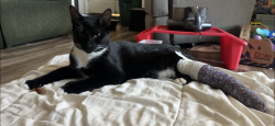 Reunited Male Cat last seen Millbrae Rd and Wentworth Rd., Cameron Park, CA 95682