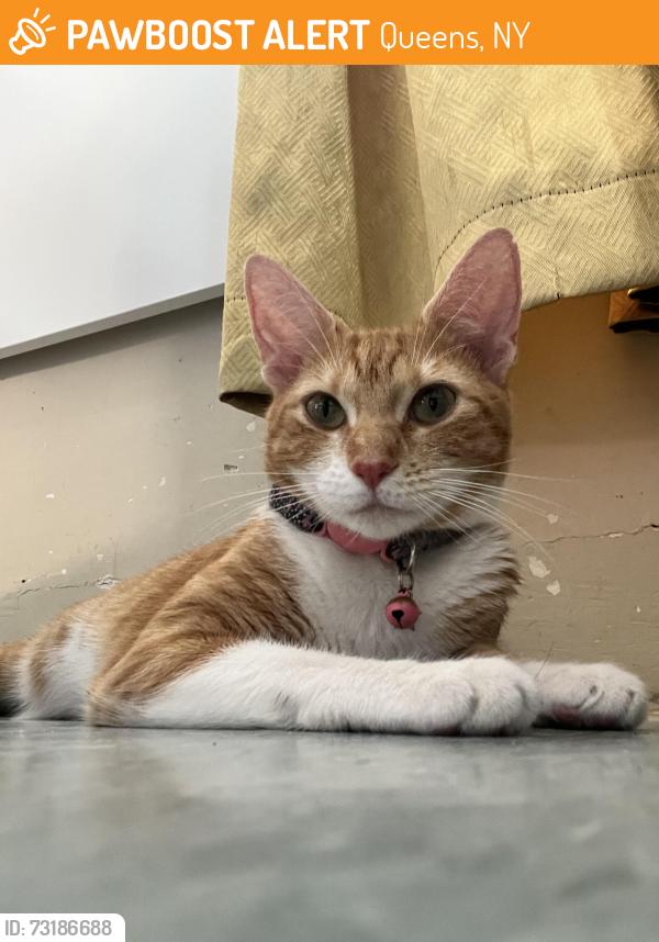 Found/Stray Female Cat last seen 34-43 110th St, Queens, NY 11368