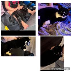 Lost Male Cat last seen Debra ave, old trail dr, hwy 24, Anderson, SC 29626