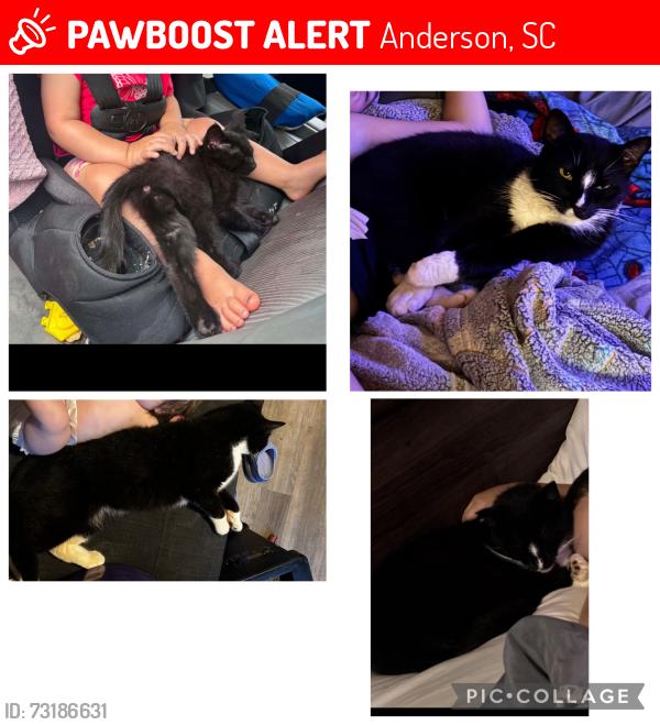 Lost Male Cat last seen Debra ave, old trail dr, hwy 24, Anderson, SC 29626