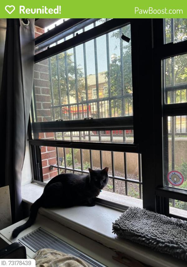 Reunited Male Cat last seen 127th near Jamaica Ave, Queens, NY 11418