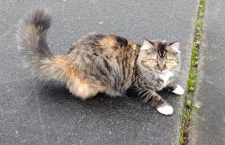 Lost Female Cat last seen Dayton Ave NE, Renton, WA 98056