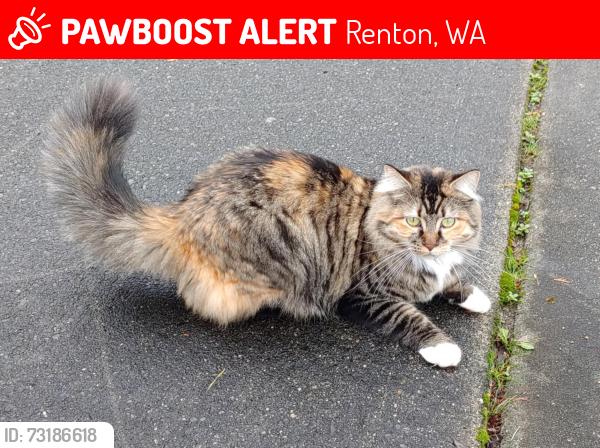 Lost Female Cat last seen Dayton Ave NE, Renton, WA 98056