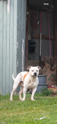 Found/Stray Male Dog last seen 50th Ave and 75th st, Farmington Township, MN 55906
