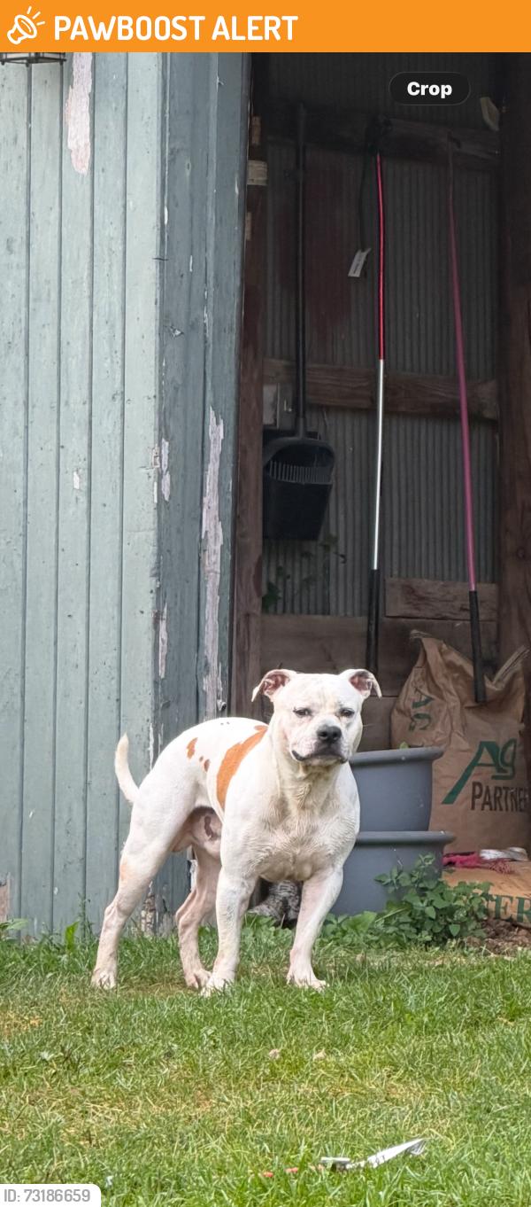Found/Stray Male Dog last seen 50th Ave and 75th st, Farmington Township, MN 55906