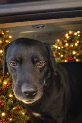 Reunited Male Dog last seen Neil and Gillespie, Las Vegas, NV 89183