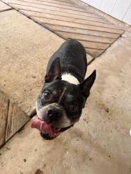 Found/Stray Male Dog last seen Bridgestone subdivision, Bridgestone, TX 77388