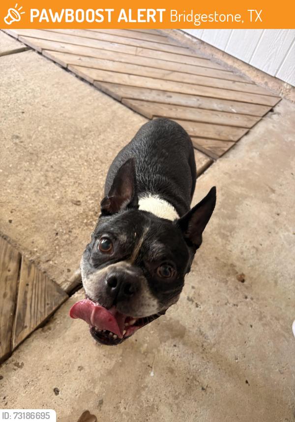 Found/Stray Male Dog last seen Bridgestone subdivision, Bridgestone, TX 77388