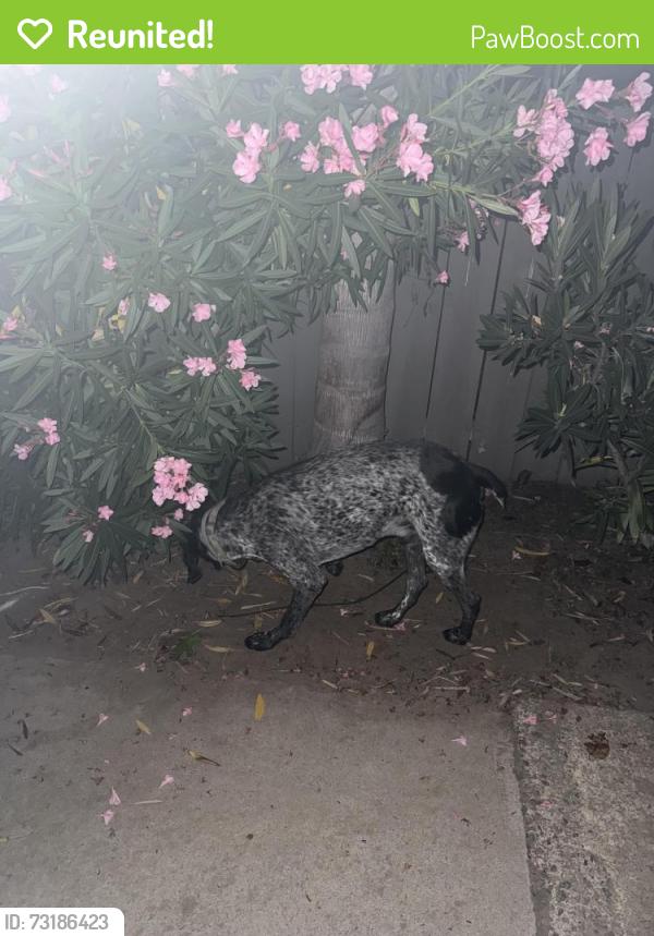 Reunited Male Dog last seen Cerro and Willowspring, Encinitas, CA 92024