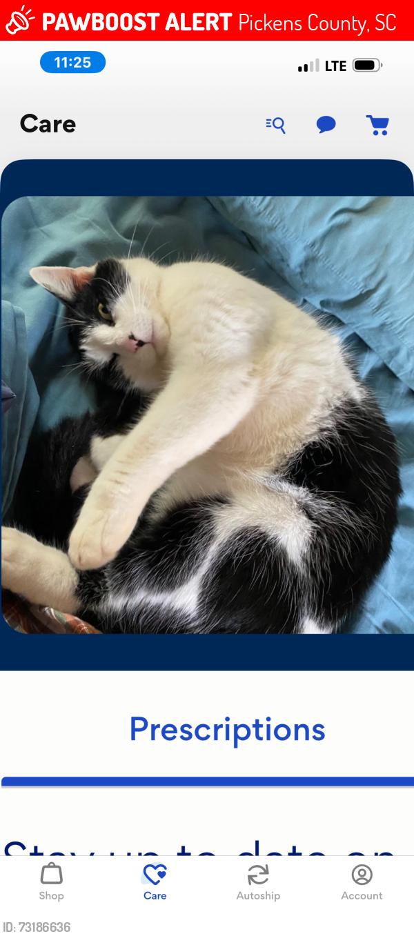 Lost Female Cat last seen Wisteria Way and Buckskin Rd, Easley, SC, Pickens County, SC 29640