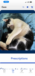 Lost Female Cat last seen Wisteria Way and Buckskin Rd, Easley, SC, Pickens County, SC 29640