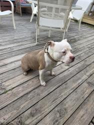 Reunited Female Dog last seen At Briton park off cimmeron, Corpus Christi, TX 78401