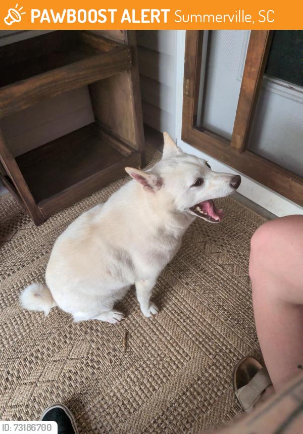 Found/Stray Male Dog last seen Surfbird Rd, Summerville, SC 29486