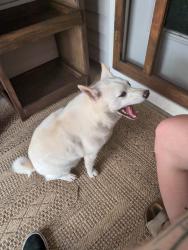Found/Stray Male Dog last seen Surfbird Rd, Summerville, SC 29486