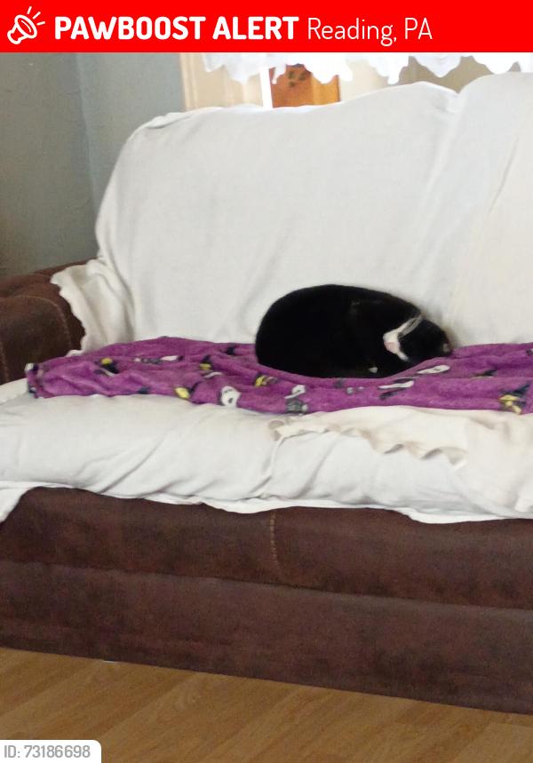 Lost Male Cat last seen Liberty ave, Reading, PA 19607