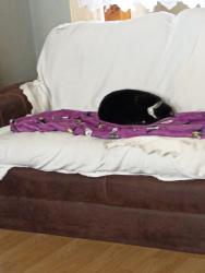 Lost Male Cat last seen Liberty ave, Reading, PA 19607