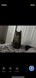 Lost Male Cat last seen Concanon, Oakley, CA 94561