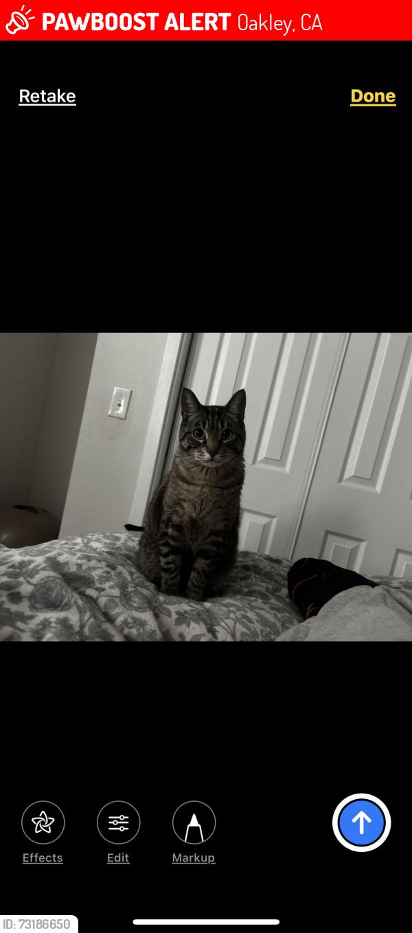 Lost Male Cat last seen Concanon, Oakley, CA 94561