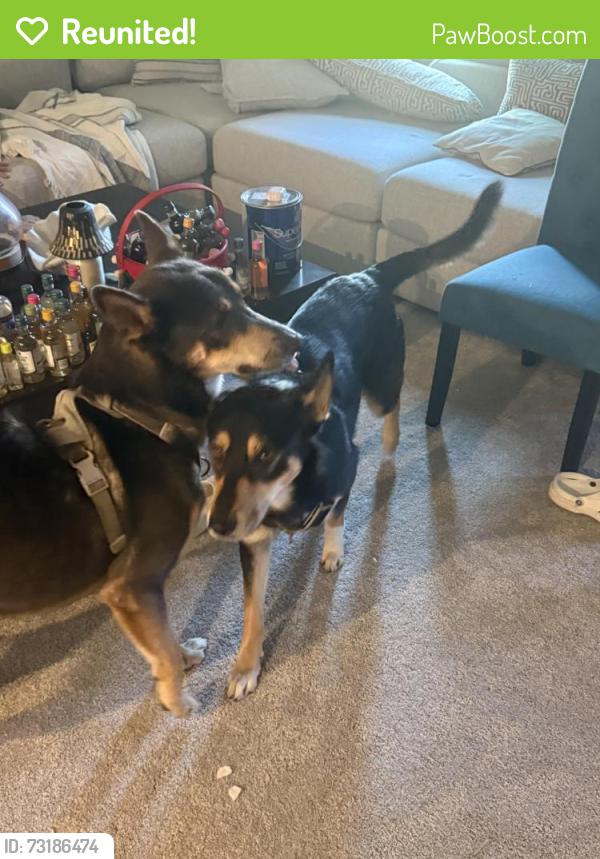 Reunited Male Dog last seen Garrett Woods community off route 273 Newark, New Castle, DE 19720
