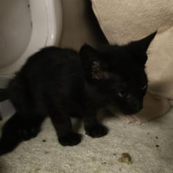 Shelter Stray Male Cat last seen Near Morrisonville Rd, De Forest, Village of, WI, 5132 Voges Rd, Madison, WI 53718, USA