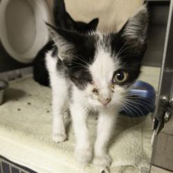Shelter Stray Female Cat last seen Near Morrisonville Rd, De Forest, Village of, WI, 5132 Voges Rd, Madison, WI 53718, USA
