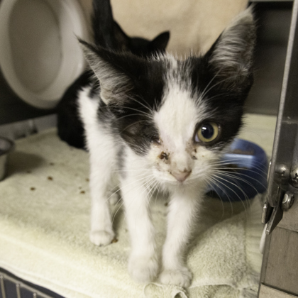Shelter Stray Female Cat last seen Near Morrisonville Rd, De Forest, Village of, WI, 5132 Voges Rd, Madison, WI 53718, USA