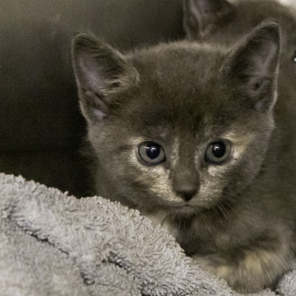 Shelter Stray Female Cat last seen Near Chipper Ln, Sun Prairie, City of, WI, 5132 Voges Rd, Madison, WI 53718, USA