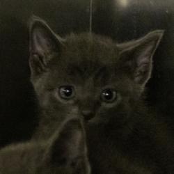 Shelter Stray Male Cat last seen Near Chipper Ln, Sun Prairie, City of, WI, 5132 Voges Rd, Madison, WI 53718, USA