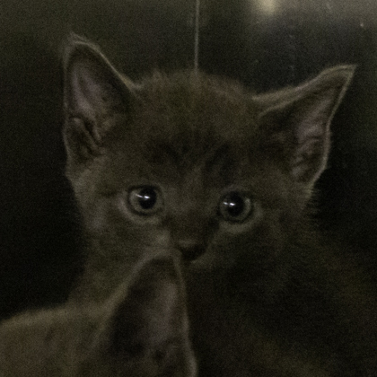 Shelter Stray Male Cat last seen Near Chipper Ln, Sun Prairie, City of, WI, 5132 Voges Rd, Madison, WI 53718, USA