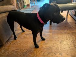 Reunited Male Dog last seen In Fairmont Terrace Park, San Leandro, CA 94578